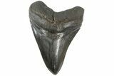 Glossy, Black,Fossil Megalodon Tooth - South Carolina #183614-2